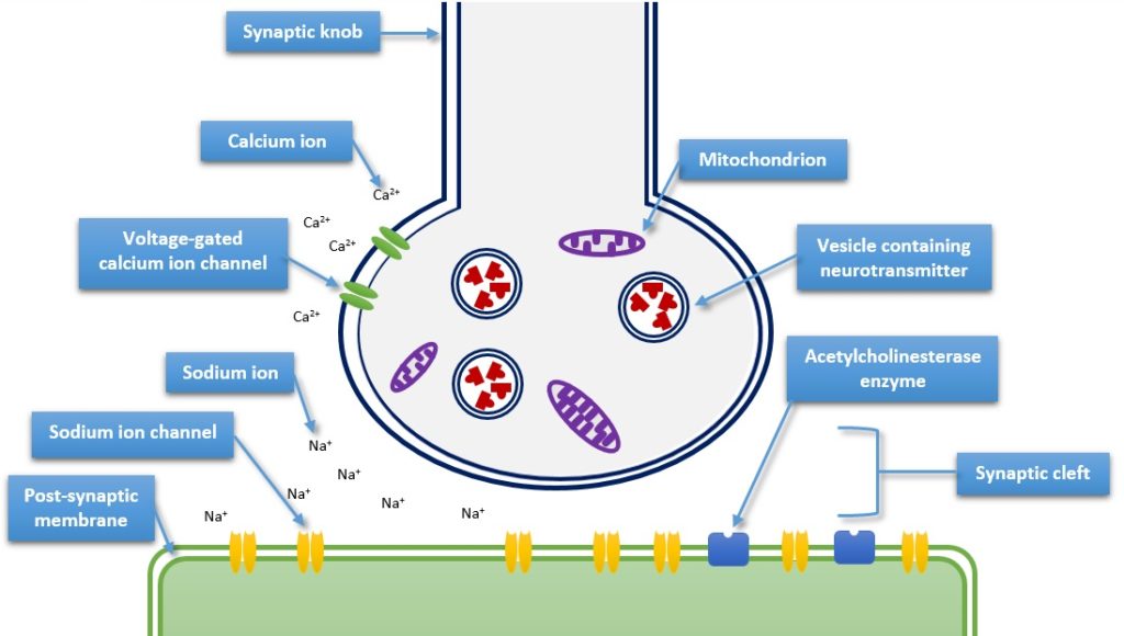 action potential diagram synapse