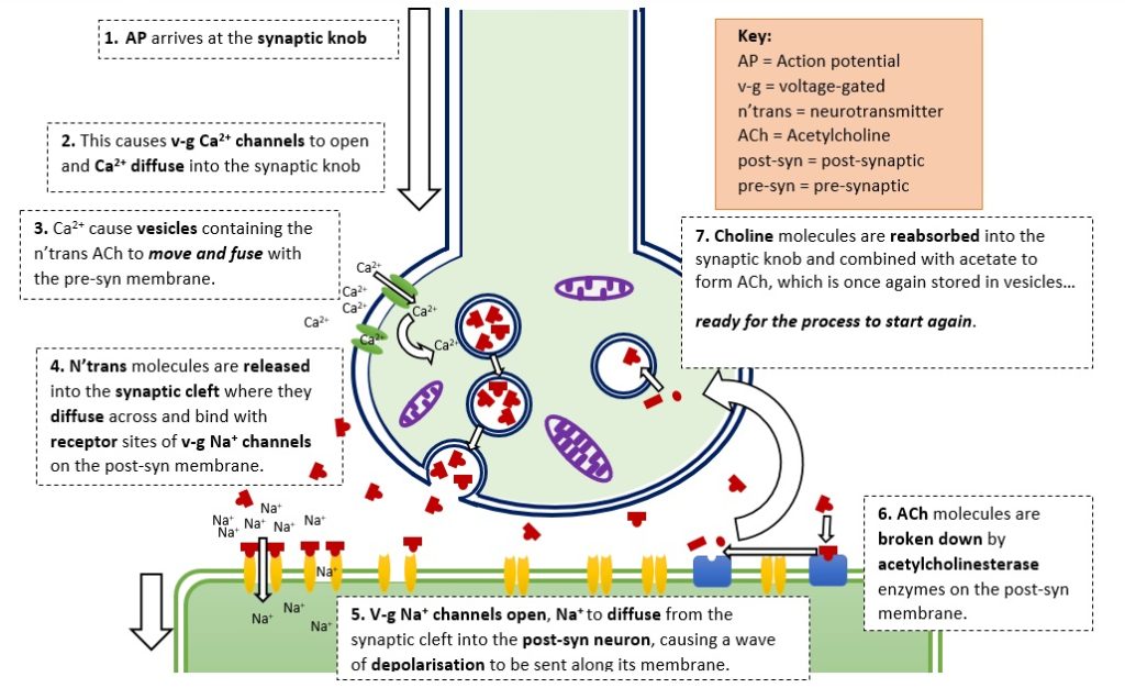 synaptic cleft diagram