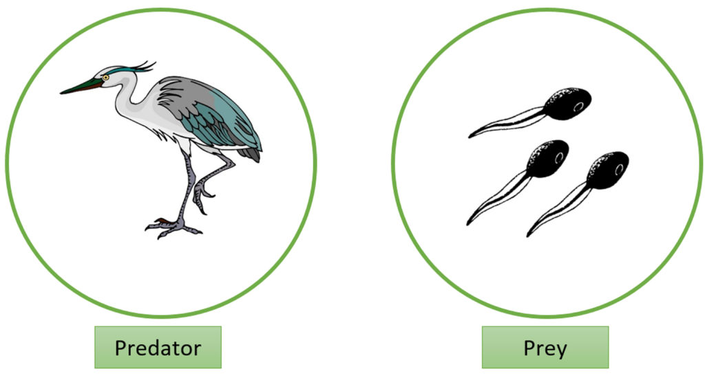 Tadpole Predators – Tadpoles