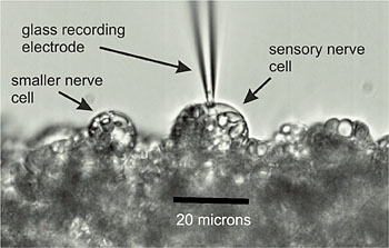 Recording-electrode-on sensory neuron